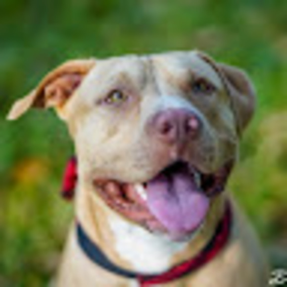 Meet your Posher, Shahryar - Picture 1 of 1